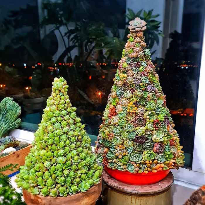 Chậu Cây Thông Bằng Sen đá Giáng Sinh – Quà Tặng Noel Ý Nghĩa