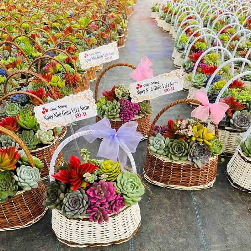 Giỏ hoa Sen đá Tặng Thầy Cô Ngày 20/11 – Món Quà Tri Ân Ý Nghĩa